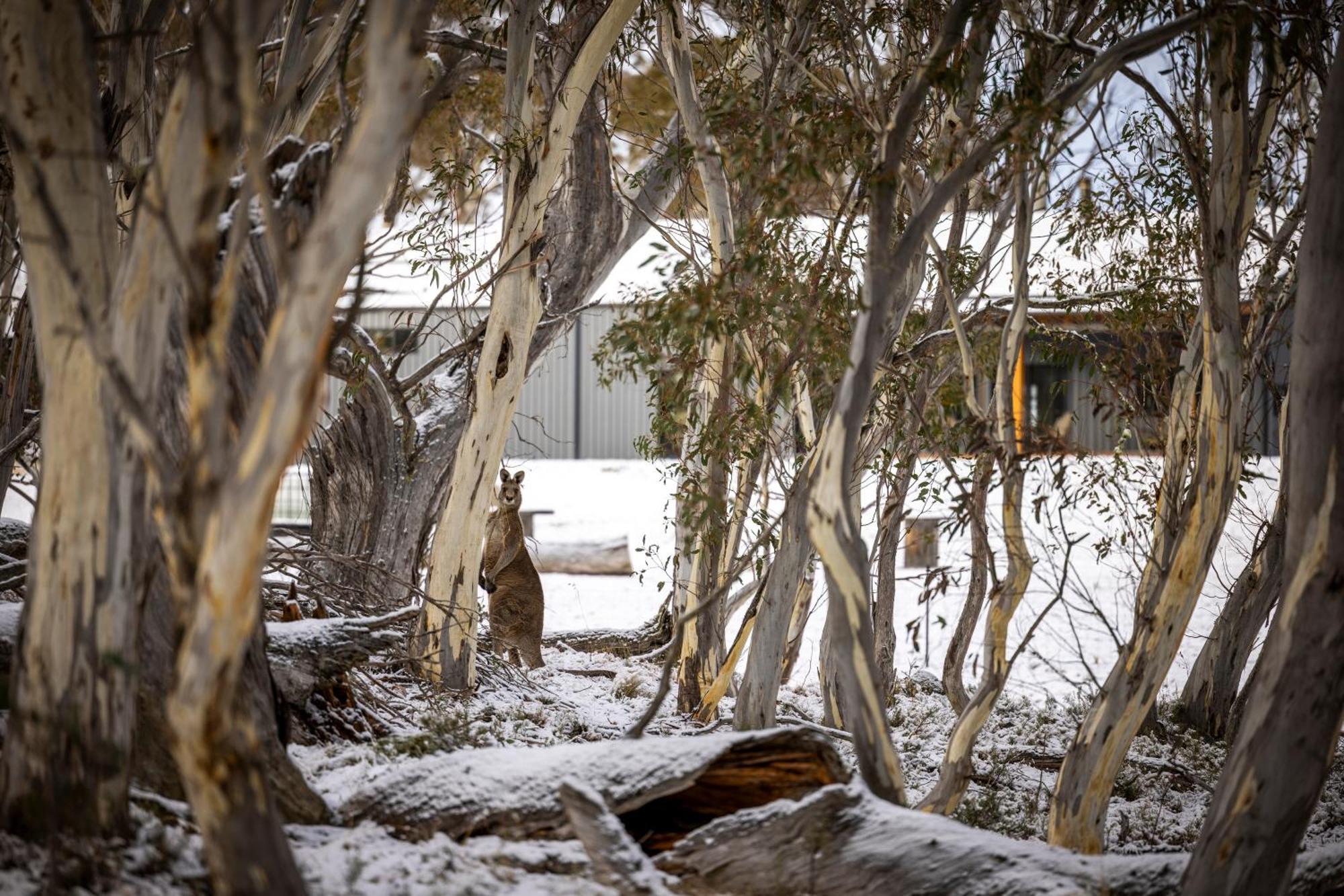 Big Yard Escapes - Two Off-Grid Tiny Houses On The Mowamba River Jindabyne Buitenkant foto